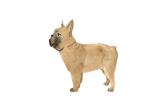 French Bulldog Watercolour: A Designer's Review for Stitchers