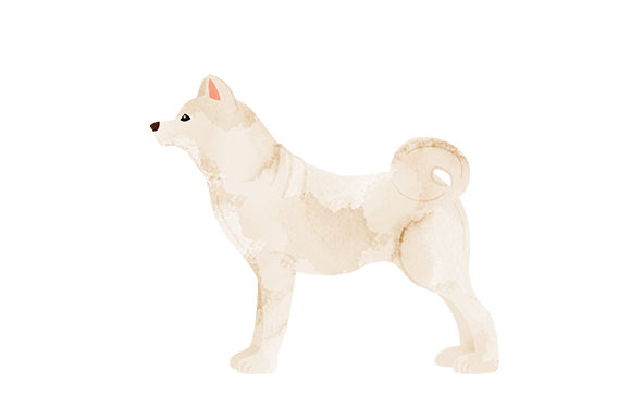 Kishu Watercolour: A Dog Lover's Craft Gem