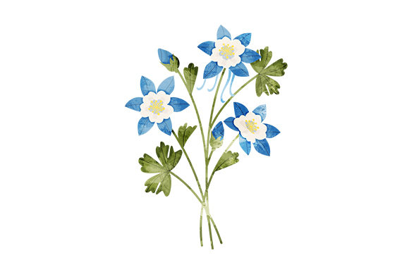 Watercolor Blue Columbine Flowers: A Nature Amp Review
