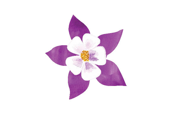 Watercolor Purple Columbine Flower for Nature Amp Branding
